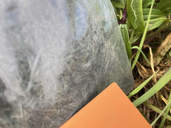 Poils de lièvre -dun