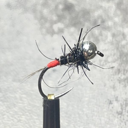 Le cul rouge evolution